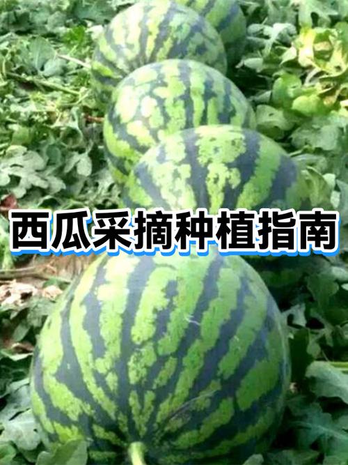 西瓜产地联系方式
