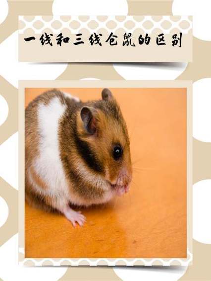 三线仓鼠繁殖配对表