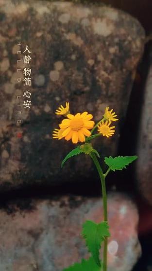 焦虑症心动过缓缩略图