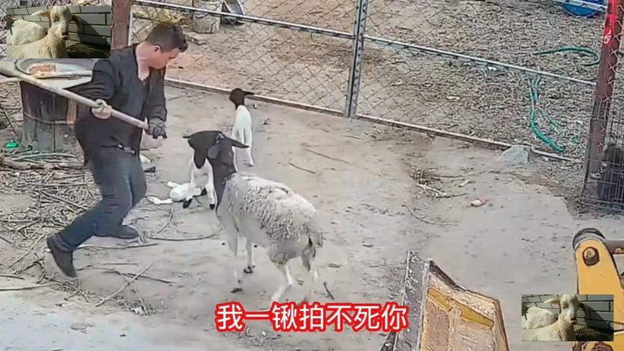 母羊能解决男人生理问题吗