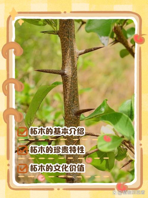北木是什么意思