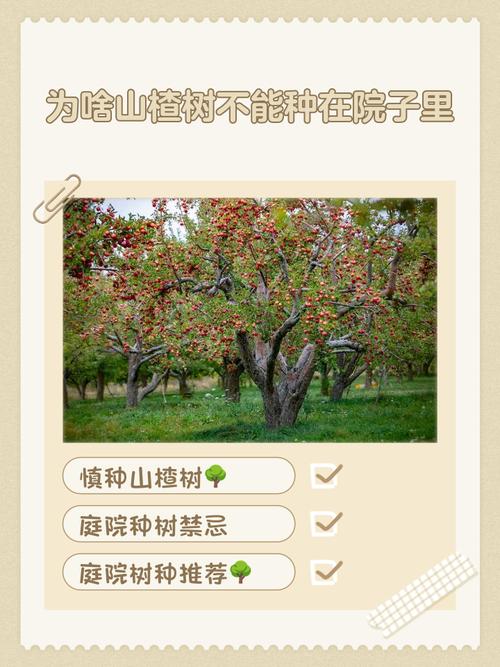 家里种山楂树大忌