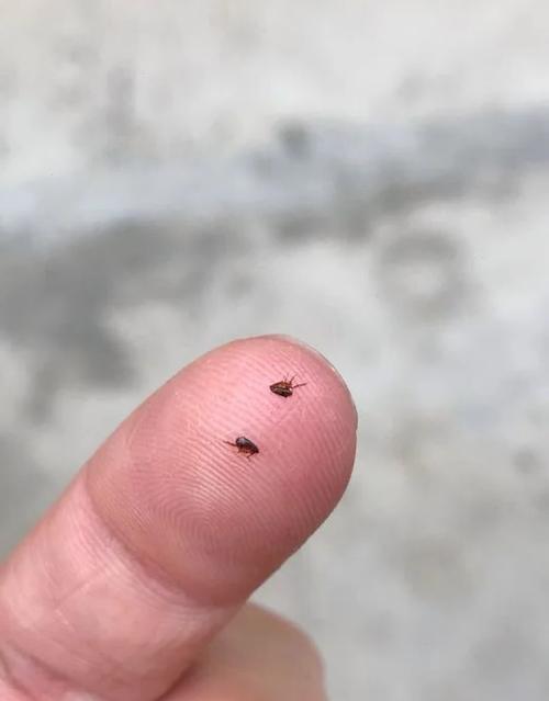 床上有跳蚤最简单的方法