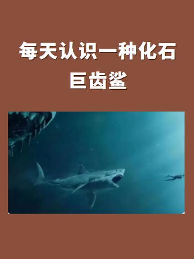 巨齿鲨牙齿化石一个多少钱