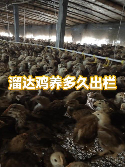 溜达鸡养殖的行业前景