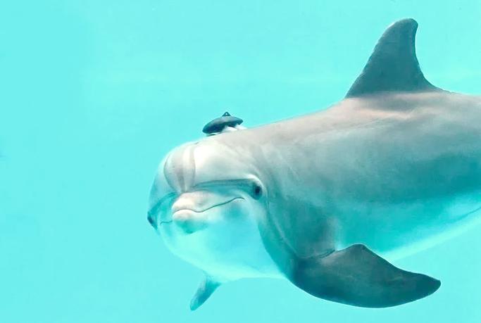 海豚的叫声