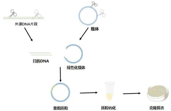 质粒构建的基本步骤