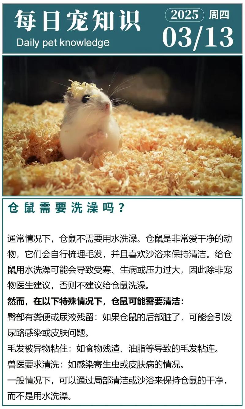 仓鼠可以用沐浴露洗吗