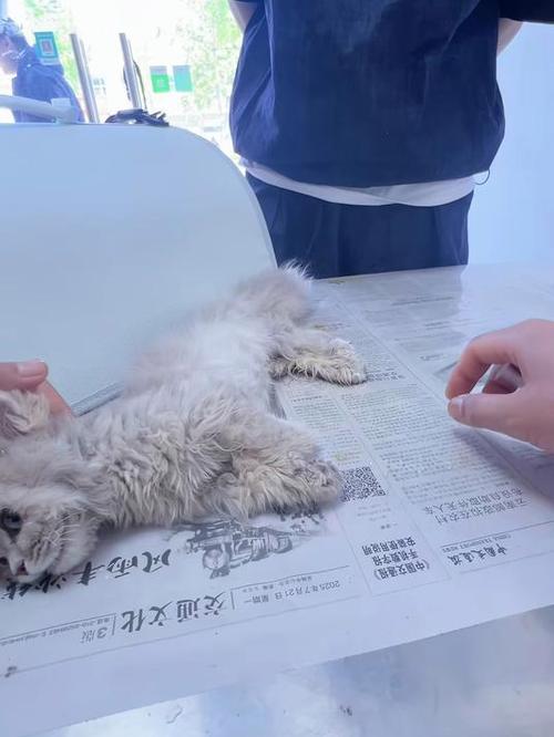 修猫修狗