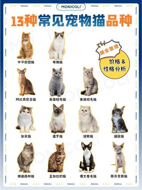 十大宠物猫排名