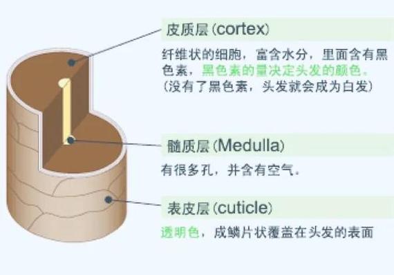 hair的中文翻译