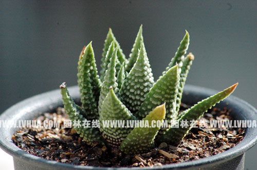多肉植物网站