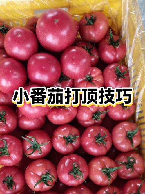 番茄花打顶的解救办法