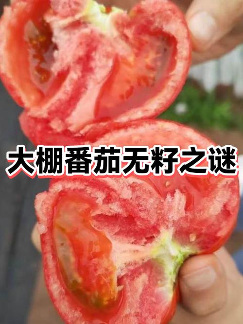西红柿有籽和无籽有什么区别