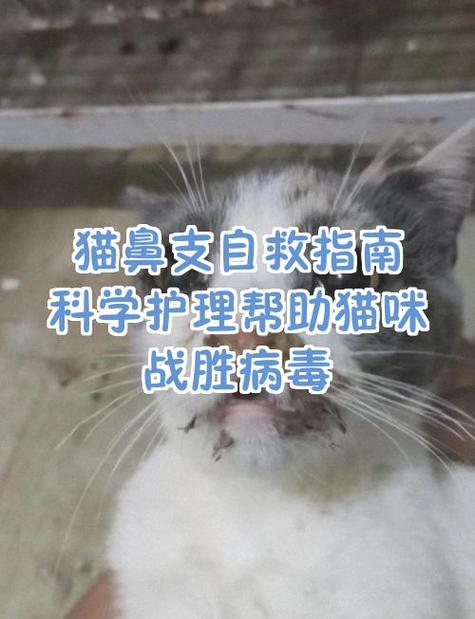 猫咪忽略病毒提示