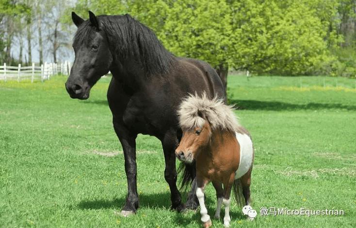 pony马和jack马是谁