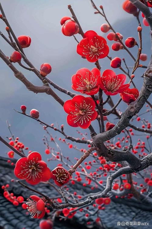 红腊梅图片大全大图