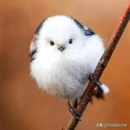 鸟的emoji表情符号