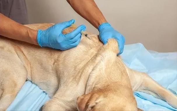 狗狗打完狂犬疫苗应激反应