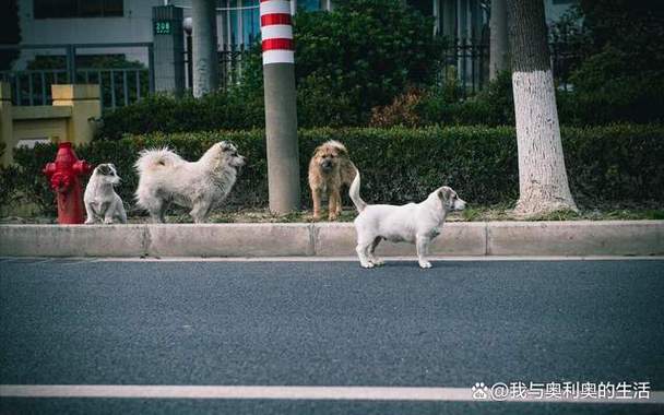 流浪狗怎么处理