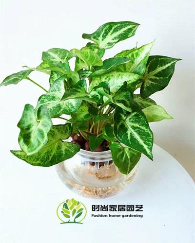 红粉佳人是什么意思