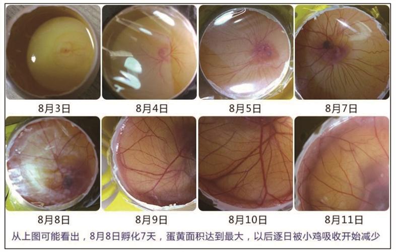 小鸡从鸡蛋孵化的视频