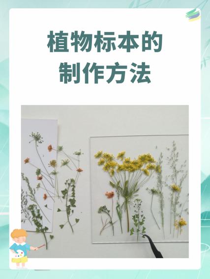 标本制作方法步骤