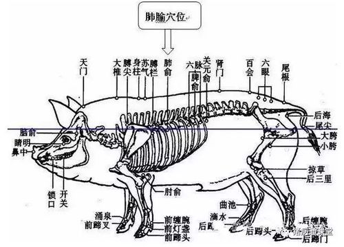 猪全身麻醉最佳方法
