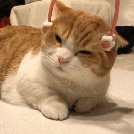 矮脚猫容易生病吗