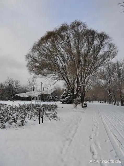 为什么手机拍不清楚下雪