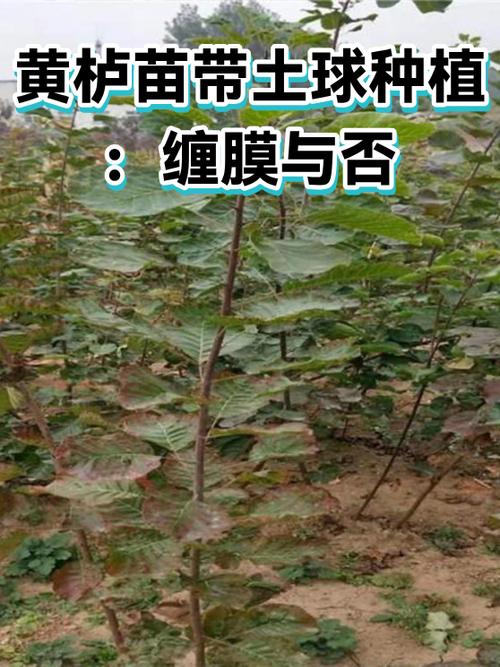 手机有膜和没膜的区别