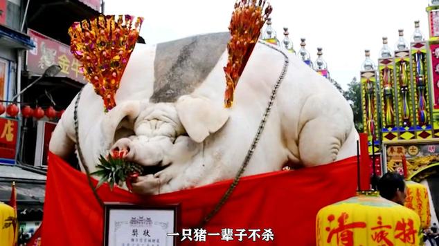 猪王视频缩略图