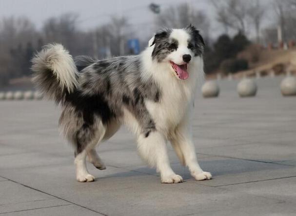 边牧犬图片