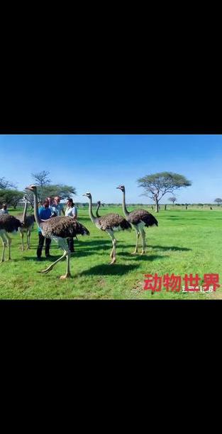 从动物世界看人类社会
