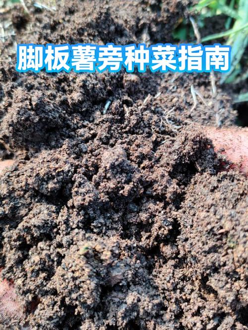 湖北脚板薯成熟时间