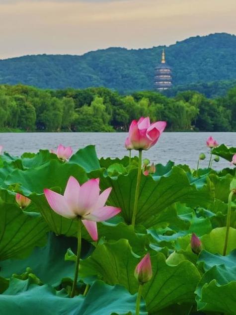 杭州美景图片