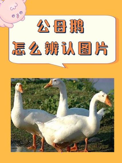 内鹅版和外鹅版