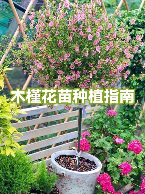 40公分木槿花盆最佳尺寸