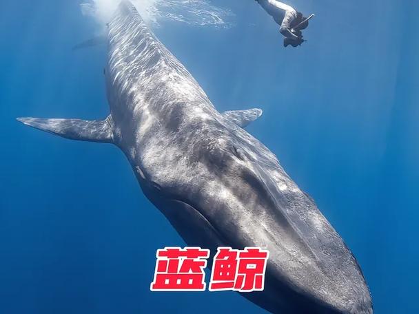 蓝鲸阅读app优点