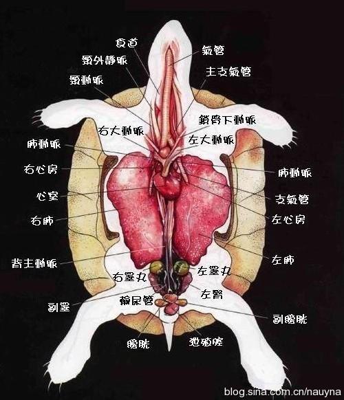 龟呼吸方式的详细介绍