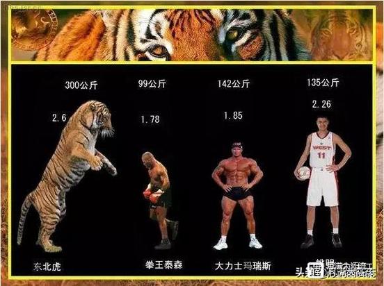 一拳150公斤什么水平