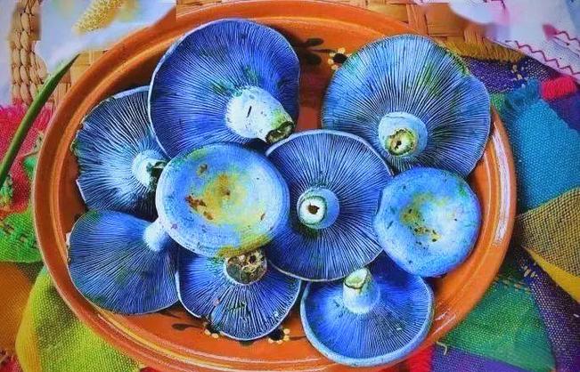 蓝色蘑菇