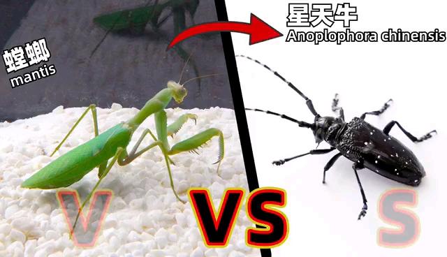 星际争霸二虫族游戏截图