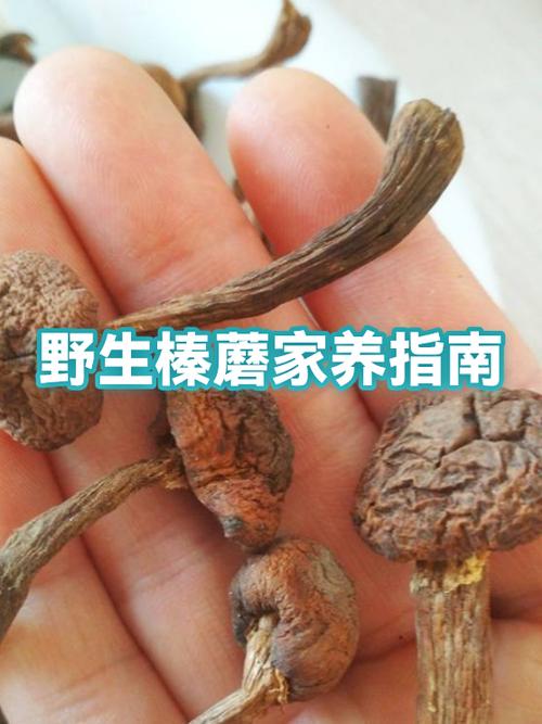 真假榛蘑对照图