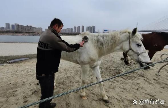 驯马犬教程