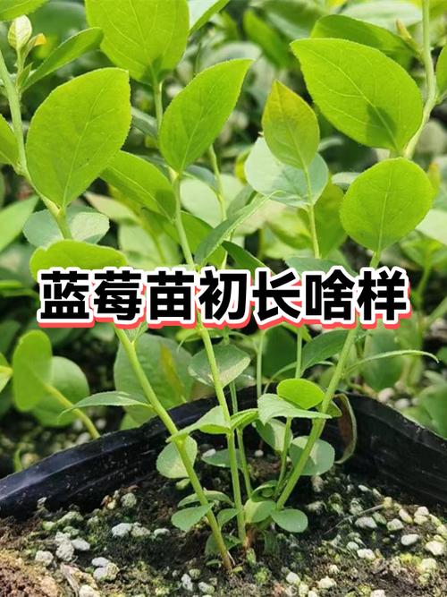 蓝莓幼苗图片