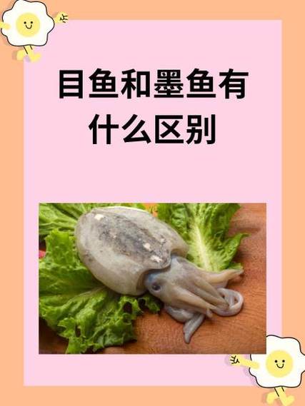目鱼和墨鱼有什么区别缩略图