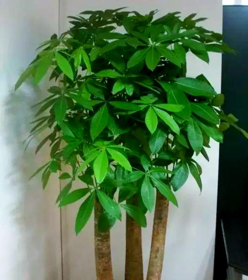 招财树喜欢阴还是阳光
