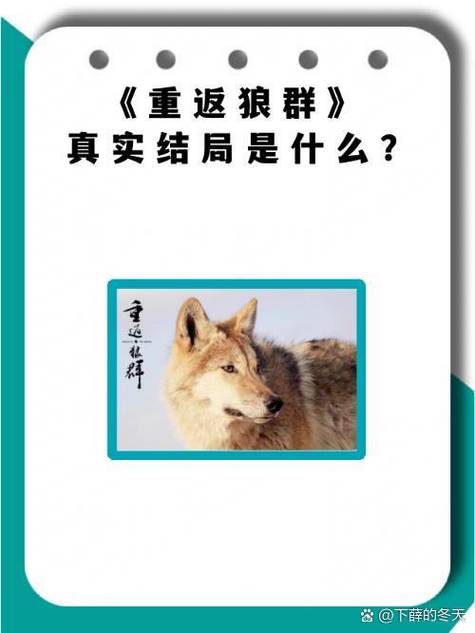 免费狼王挂