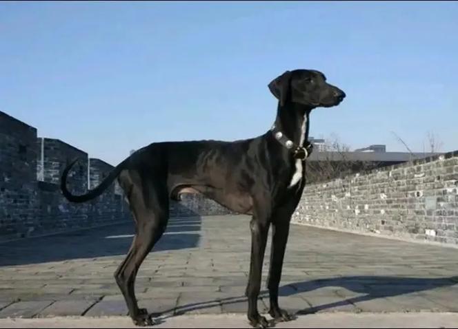 细犬 哮天犬